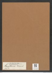 Hercotheca sp. (de-Toni-Nr.: Genus 154) Zeichnungen Sammlung Grunow Mappe 04209 (Herbarium_W_Grunow_drawings_Folder_04209)